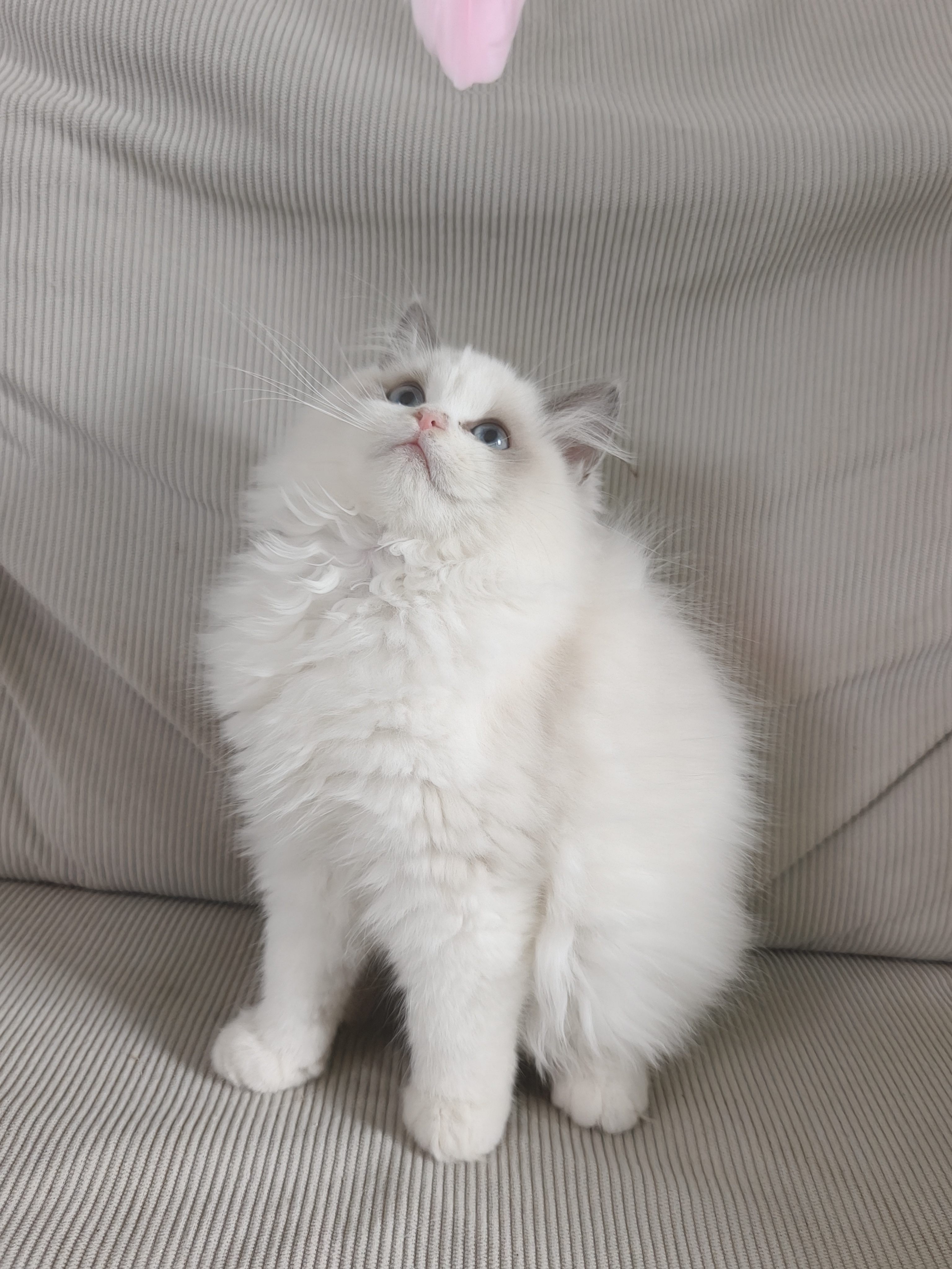 大爆毛的布偶妹妹，三个月左右了，没有尴尬期，长相特甜美，喜欢的丝我哦